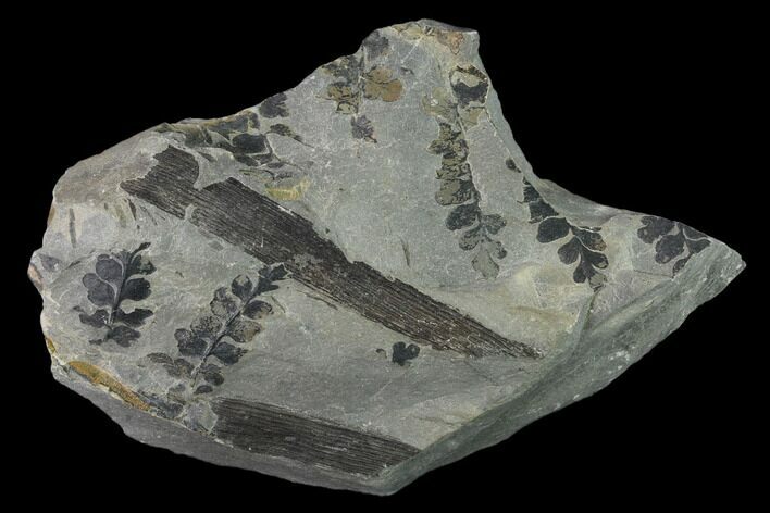 Pennsylvanian Fossil Fern (Sphenopteris) Plate - Kentucky #138535
